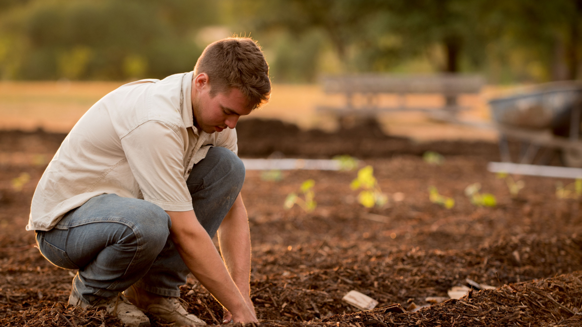 Plantation